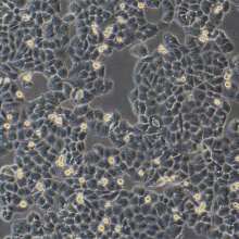 MDA-MB-468（人乳腺癌细胞）