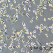 NCI-H1975（人肺腺癌细胞）