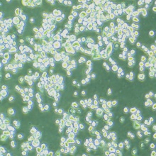 KATO III [KATO 3]（人胃癌细胞）