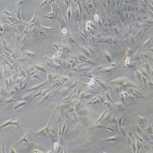 MC3T3-E1 Subclone 14（小鼠颅顶前骨细胞亚克隆14）