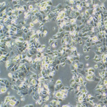 MS751（人子宫颈表皮癌细胞）