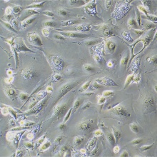 NCI-H226 [H226]（人肺鳞癌细胞）