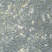 NCI-H2452 [H2452]（人间皮瘤细胞）