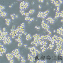 SK-MEL-1（人皮肤黑色素瘤细胞）