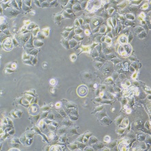 SW 780 [SW-780, SW780]（人膀胱移行细胞癌）