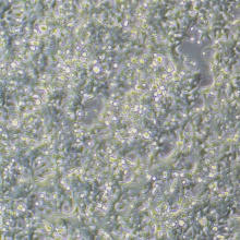 293T/17（人胚肾细胞）