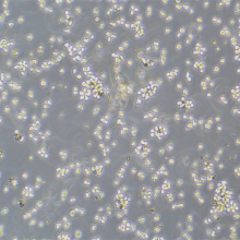 Ramos [RA 1]（人B淋巴细胞瘤细胞）