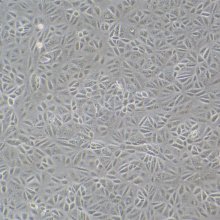 VERO C1008 [Vero E6]（非洲绿猴肾细胞）