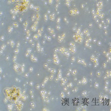 NK-92（人恶性非霍奇金淋巴瘤患者的自然杀伤细胞）