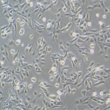 GES-1（人胃粘膜细胞）