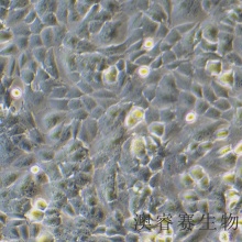 T98G（人脑胶质细胞）