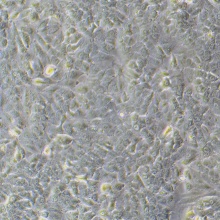 A549/Tax（人肺腺癌紫杉醇耐药性细胞）