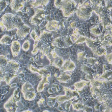 NCI-H508[H508]（人结肠直肠腺癌细胞）