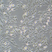 MET-5A（人膜间皮细胞）