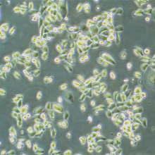 PC-9（人肺腺癌细胞）