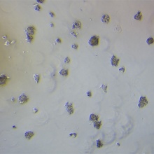 C3A（人永生化肝细胞）