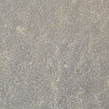 HL-7702[L-02]（人肝细胞）