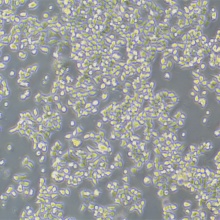 KB（口腔表皮样癌细胞）