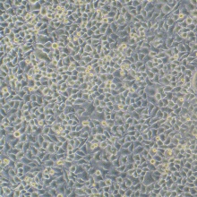 HO-8910PM（人卵巢癌细胞）