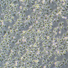 HO-8910（人卵巢癌细胞）