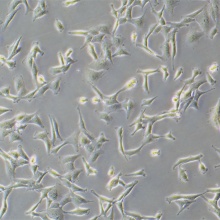 HTR-8（人滋养细胞）