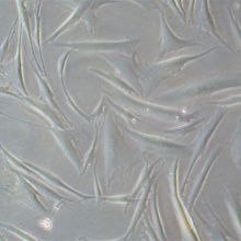 HDF-n（人真皮成纤维母细胞-新生儿）