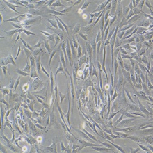 HSF（人皮肤成纤维细胞）