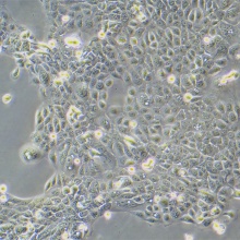 RWPE-1（人正常前列腺上皮细胞）
