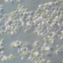 KYSE-150（人食管鳞癌细胞）