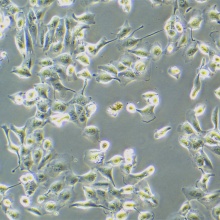 Caki-2（人肾透明细胞癌细胞）