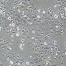 SCC-9（人类鳞状上皮舌癌细胞）