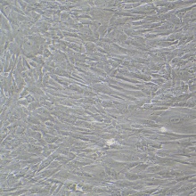 HASMC（人主动脉平滑肌细胞）