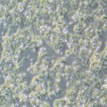 SK-N-MC（人神经上皮瘤细胞）