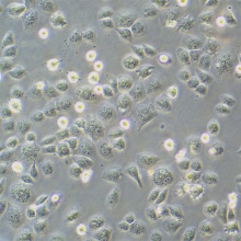 SK-LU-1（人低分化肺腺癌细胞）