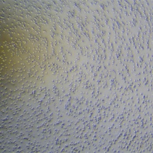 Mino（人淋巴细胞瘤细胞）