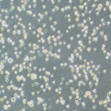 NCI-H929（人骨髓瘤细胞）