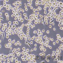 Capan-2（人胰腺癌细胞）