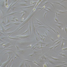HFF-1（人包皮成纤维细胞）