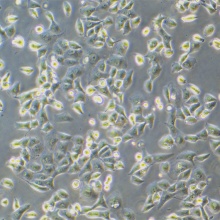 1.1B4/PANC-1（人胰腺癌细胞）