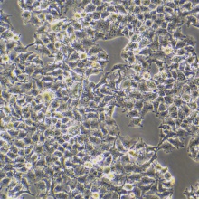 Huh7.5（人肝癌细胞）