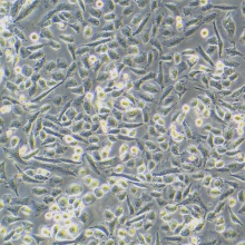 NCI-H3255（人肺癌细胞株）