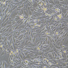 ID8（小鼠卵巢癌细胞）