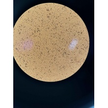 DC2.4 小鼠树突状细胞