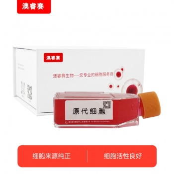 大鼠肠成纤维细胞