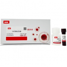 DAPI染色试剂盒