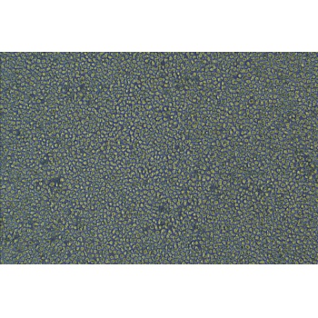 CCRF-CEM [CCRF CEM]（人急性淋巴细胞白血病T淋巴细胞）