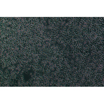 NCI-H1975（人肺腺癌细胞）