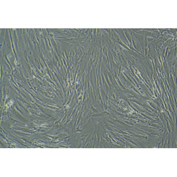 MRC-5（人胚肺成纤维细胞）