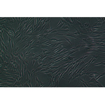 T/G HAVSMC（人血管平滑肌细胞）