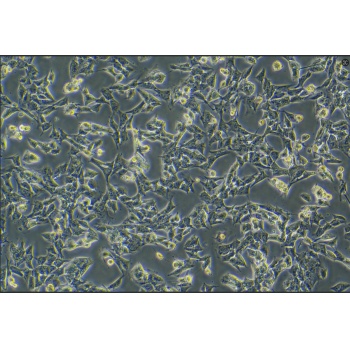 GL261-LUC（小鼠胶质瘤细胞带荧光素酶）